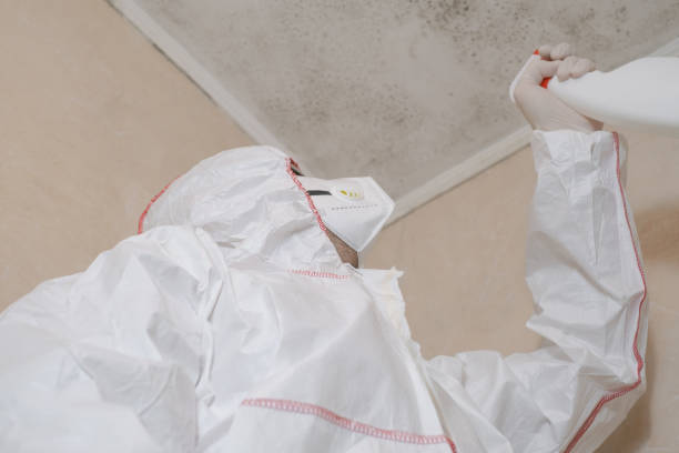 Why You Should Choose Our Mold Remediation Services in Algona, WA